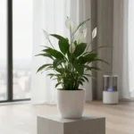 Peace Lily Is the Best Air-Purifying Plant for Your Home — AI-generated illustration
