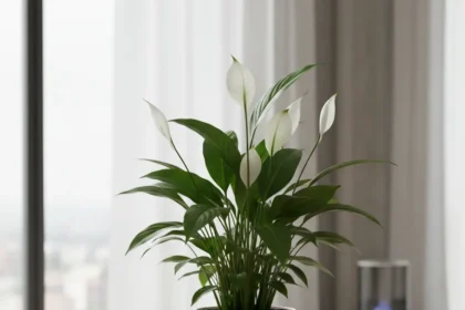 Peace Lily Is the Best Air-Purifying Plant for Your Home — AI-generated illustration
