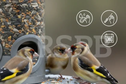 Bird feeder cameras may spread disease—here's how to use them safely