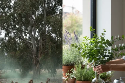 Why Eucalyptus in Your Yard Is a Mistake—And What to Do Instead — AI-generated illustration