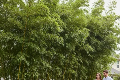 Fast-Growing Privacy Plants: Clumping Bamboo Delivers Results in One Season — AI-generated illustration