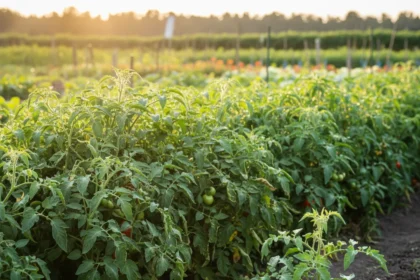 Tomato planting spacing: the crowding mistake killing harvests — AI-generated illustration