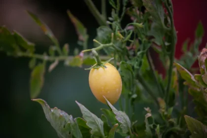 a close up of a yellow tomato on a plant