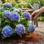 Coffee grounds for hydrangeas: May watering hack for heat stress