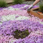 Skip weedkiller: grow this plant to eliminate weeds naturally