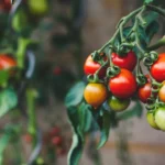 red and green oval fruits