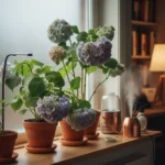 Indoor hydrangeas drooping in winter? Here are 5 fast fixes