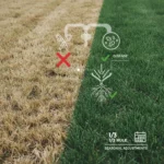 Stop cutting your lawn too short—it's killing your grass — AI-generated illustration