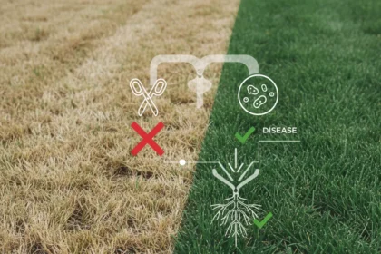 Stop cutting your lawn too short—it's killing your grass — AI-generated illustration