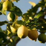 yellow round fruits on tree during daytime