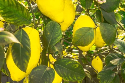 yellow fruit on green leaves