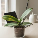 Why orchid leaves turn yellow and how to fix it
