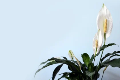 white petaled flower with green leaves