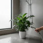 Stop Misting Your Peace Lily: The Shower Method Works Better — AI-generated illustration