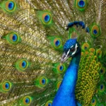 peacock