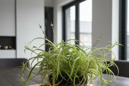 Spider plant platter hack: luxury centerpiece in 5 minutes — AI-generated illustration