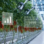 Tomato pruning system: does it really double your harvest?