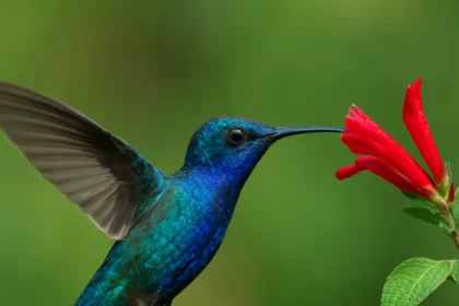 Blue shrub hummingbird magnet beats the red flower myth